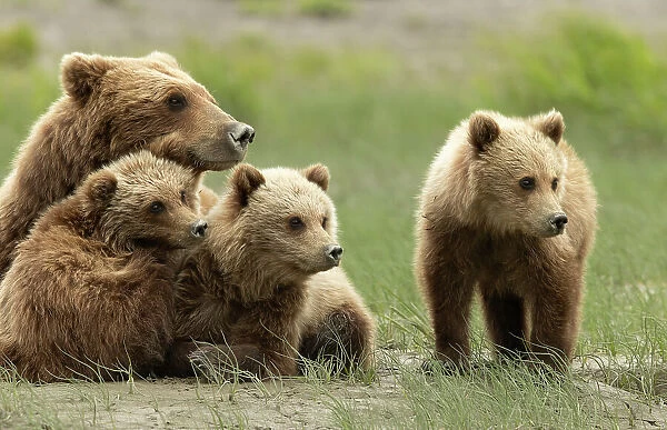 Grizzly bear (Ursus arctos) female with three cubs resting, Lake Clark National Park, Silver Salmon, Alaska. July