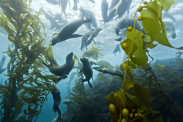 Group of California sea lions (Zalophus californianus) swimming in kelp forest