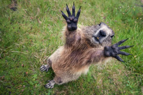 handsAlpine marmot (Marmota marmota) reching upwards, Hohe Tauern National Park, Austria