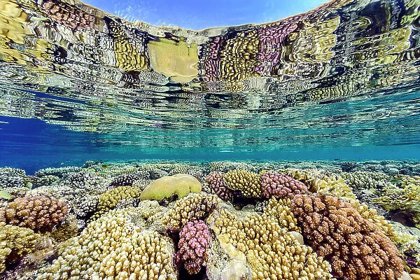 Hard corals (including Acropora sp. Platygyra sp. and Pocillopora spp.) growing in shallow water and reflected in the surface. Ras Umm Sid, Sharm El Sheikh, Sinai, Egypt. Red Sea