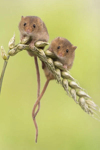 Harvest mice (Micromys minutus) two on wheat, UK, June, captive