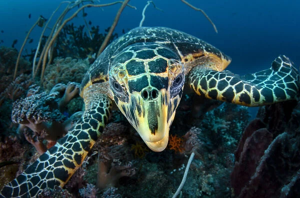 Hawksbill turtle (Eretmochelys imbricata) cloze up on coral reef, Raja Ampat, West Papua, Indonesia, Pacific Ocean
