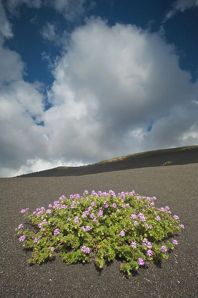 Herb robert (Geranium robertianum) flowering in lava field, La Geria area, Lanzarote