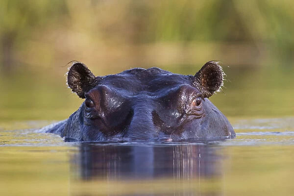 Hippopotamus {Hippopotamus amphibius}, Moremi Wildlife Reserve, Botswana