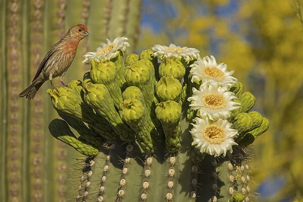 House finch (Carpodacus mexicanus) perched on Saguaro cactus (Carnegiea gigantea)