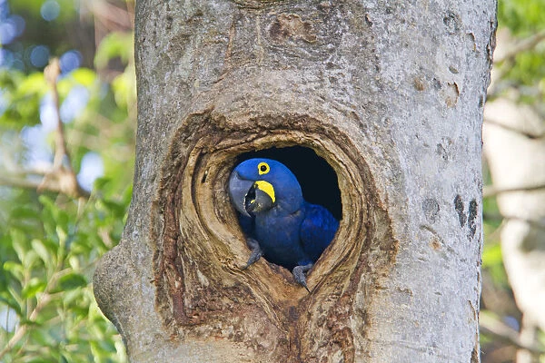 Hyacinth Macaw (Anodorhynchus hyacinthinus) adult in nest hole in tree, hole in a tree