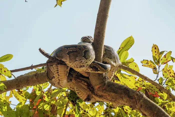 Framed Print : Indian python print, resting in a tree near a waterhole Framed Print : Indian python print, resting in a tree near a waterhole