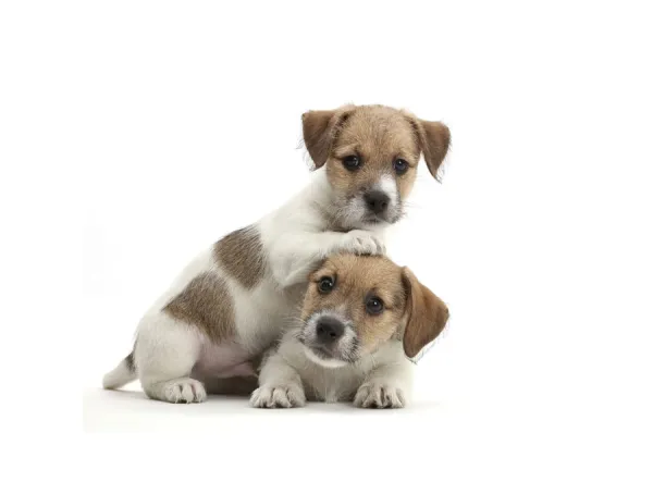 Jack Russell x Bichon puppies