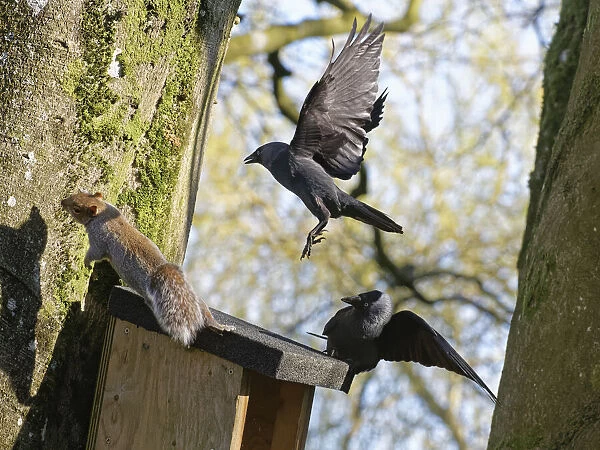 Jackdaw (Corvus monedula) pair chasing a Grey squirrel (Sciurus carolinensis) as it emerges from a nest box the birds want to nest in which is already occupied by the squirrel and its mate, Wiltshire, UK, March