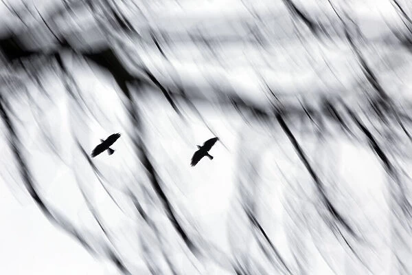 Jackdaws (Corvus monedula) flying to winter roost. with motion blur