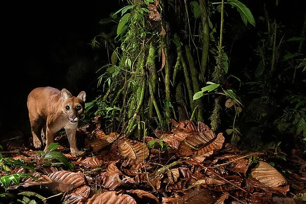 Juvenile Puma (Puma captured on a camera trap in