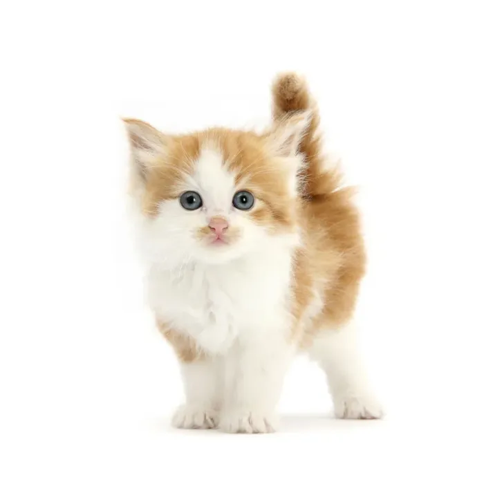 Framed Print : Ginger and White Kitten Print Framed Print : Ginger and White Kitten Print