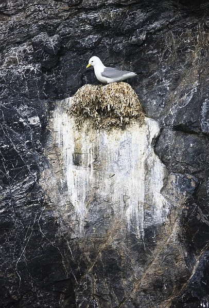 Kittiwake (Rissa tridactyla) on nest on cliff, Kongsfjorden, Spitsbergen, Svalbard