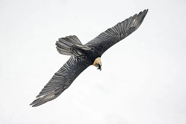 Lammergeier  /  Bearded vulture (Gypaetus barbatus) flying, Leukerbad, Valais, Switzerland, February