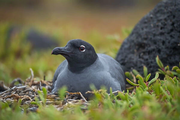 Lava gull (Larus fuliginosus) on nest, Mosquera Islet, Galapagos, South America