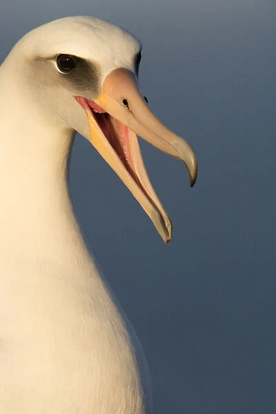 Laysan albatross (Phoebastria immutabilis) head portrait calling mate, Guadalupe