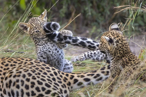Leopard (Panthera pardus) cub age six weeks, playing with mothers tail, Jao Reserve