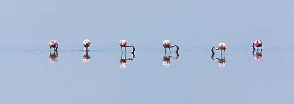 Lesser flamingos (Phoeiconaias minor) feeding in still lake, Lake Nakuru, Rift valley, Kenya, Africa