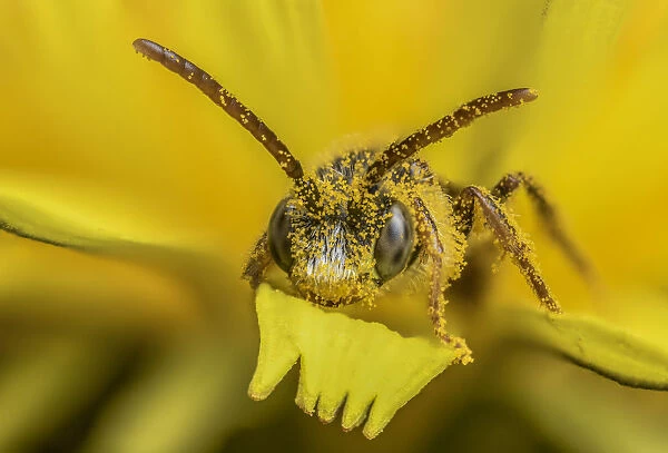 Little nomad bee (Nomada favoguttata) covered in Dandelion pollen (Taraxacum offinicale)