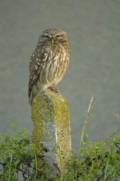 Little owl (Athene noctua) perched on post, Bulgaria, May 2008