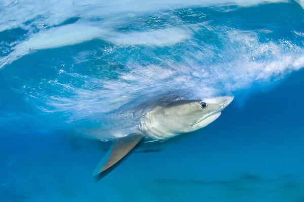 Long exposure image of Tiger shark (Galeocerdo cuvier) chasing bait, Bahamas