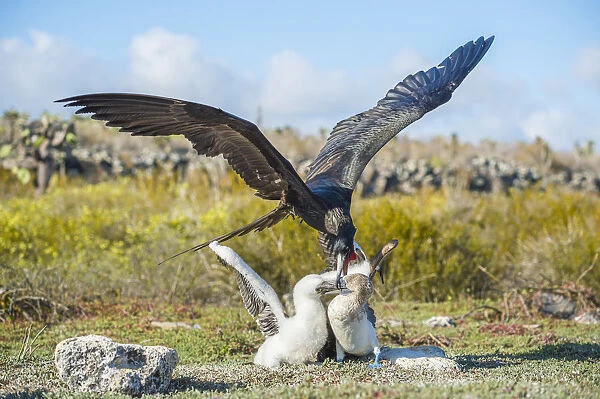 Magnificent frigatebird (Fregata magnificens) attacking Blue footed booby (Sula nebouxii