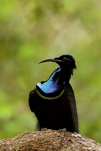Magnificent riflebird (Ptiloris magnificus alberti) male on display perch