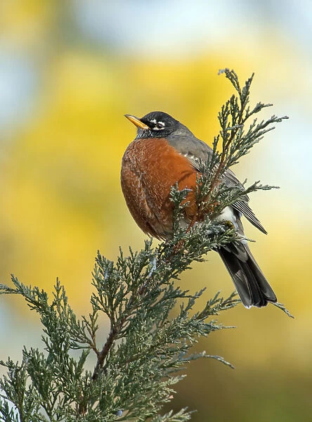 Male American robin (Turdus migratorius) puffed up to keep warm, and perched on Juniper branch