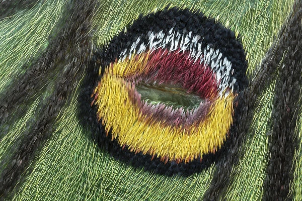 Male Spanish moon moth (Graellsia isabellae) close up of forewing eyespot, Switzerland