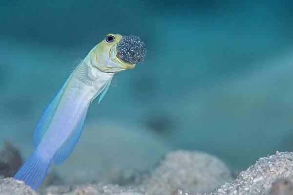 Male Yellow-headed jawfish (Opistognathus aurifrons) blows out the clutch of eggs