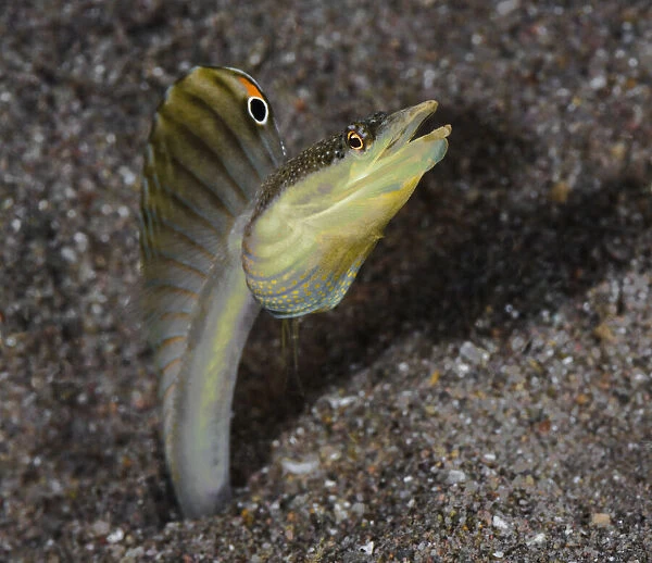 Male Yellowface pike-blenny (Chaenopsis limbaughi), living in abandoned tubeworm holes in sand, flaring its dorsal fin in threat display, Dominica, Eastern Caribbean