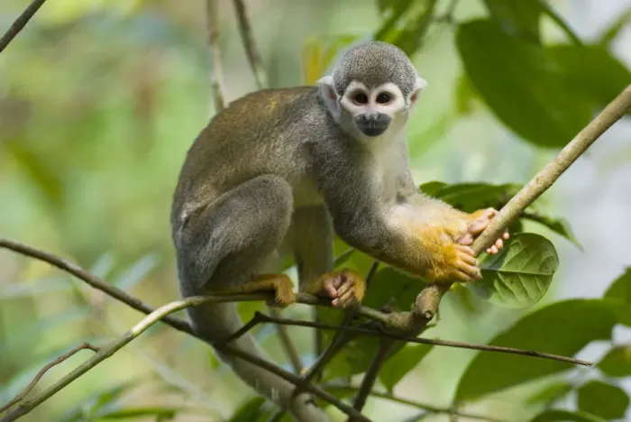 Framed Print : Print of a Common Squirrel Monkey in a tree, Peru Framed Print : Print of a Common Squirrel Monkey in a tree, Peru