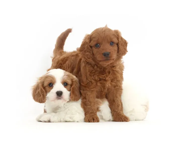 Framed Print : Two Cavapoo puppies Print
