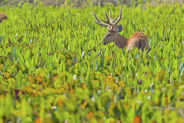 Marsh deer (Blastocerus dichotomus) walking through vegetation, Pocone, Brazil
