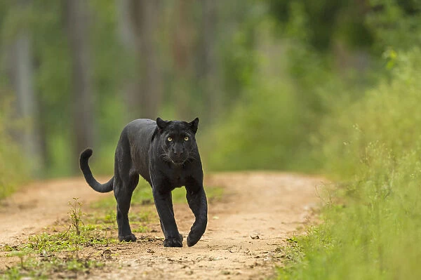 Melanistic leopard  /  Black panther (Panthera pardus) on territorial patrol on track