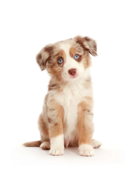 Miniature American Shepherd puppy