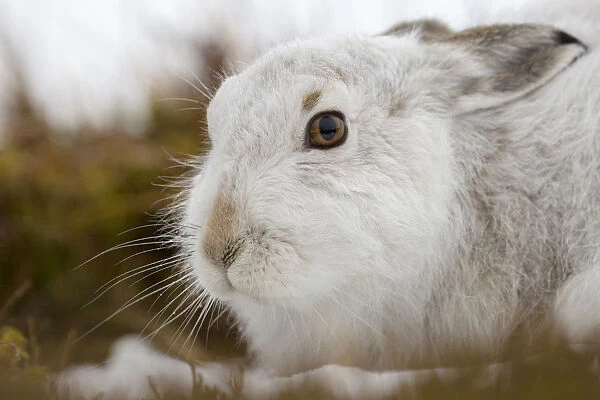 Mountain hare (Lepus timidus) on snow, Cairngorms National Park, Scotland. January