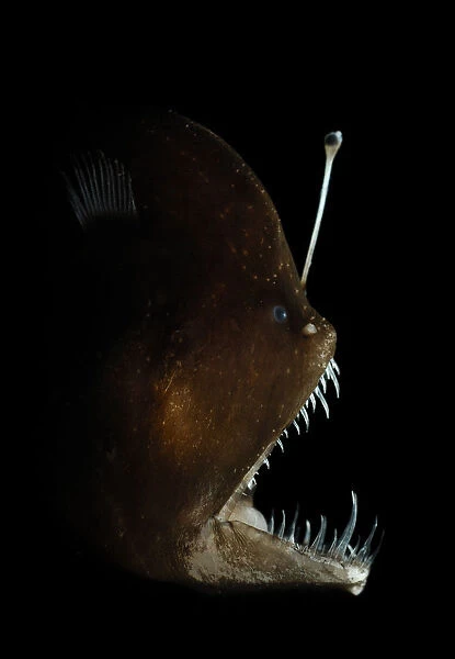 Murrays abyssal anglerfish (Melanocetus murrayi) Atlantic ocean