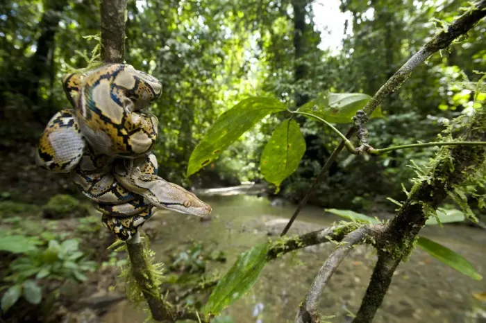 Framed Print : Reticulated python print resting coiled round a streamside sapling Framed Print : Reticulated python print resting coiled round a streamside sapling