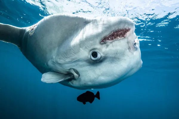 Ocean sunfish (Mola mola) off Halifax, Nova Scotia, Canada. July