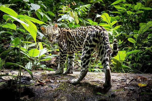 Ocelot (Leopardus pardalis) in rainforest, Costa Rica, Central America, 2016