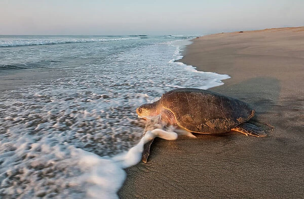 Olive ridley turtle (Lepidochelys olivacea) returning to Pacific ocean after arribada, mass nesting event. Pacific coast, Oaxaca state, Mexico. November