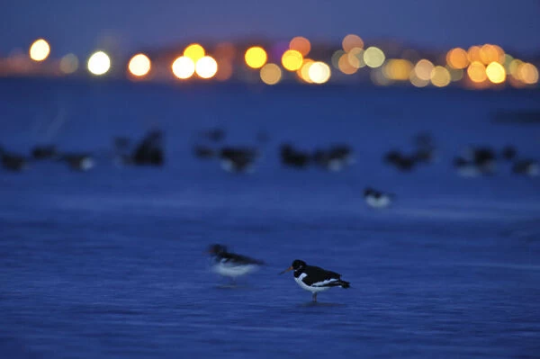 Oystercatcher (Haematopus ostralegus) at dusk, with lights in distance, South Swale