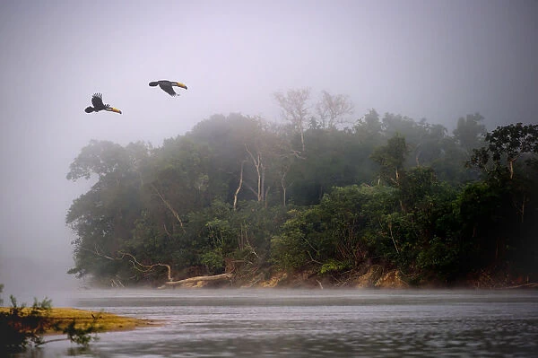 A pair of Toco Toucans (Ramphastos toco) flying across the Piquiri River at dawn