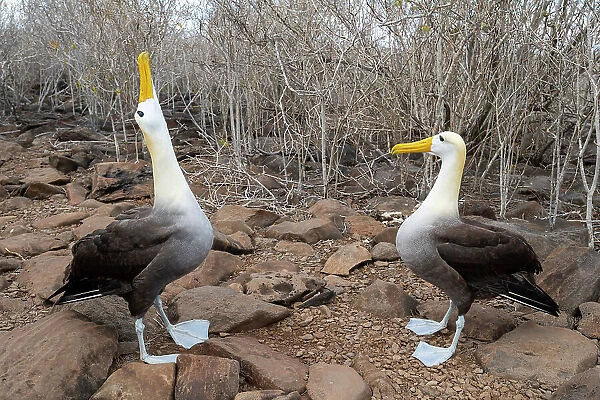 Pair of Waved albatrosses (Phoebastria irrorata) performing complex courtship dance. Punta Suarez, Espanola Island, Galapagos Islands, Ecuador