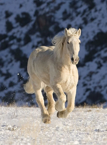 Palomino Draft horse running in the snow, Flitner Ranch, Shell, Wyoming, USA