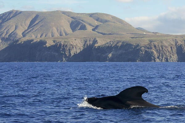 Pilot whale (Globicephala macorhynchus) at surface. Montana de Guaza, Tenerife