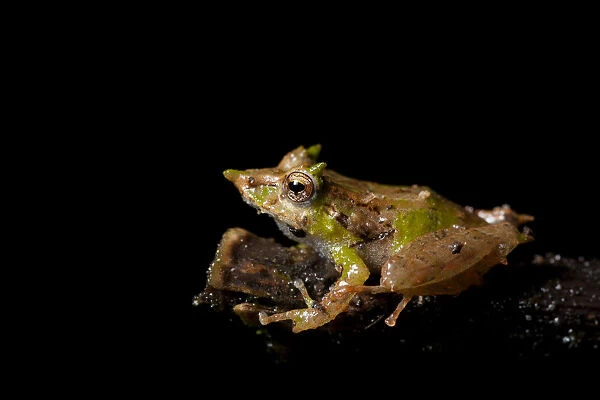 Pinocchio rainfrog (Pristimantis appendiculatus) on a branch. Mindo, Pichincha, Ecuador