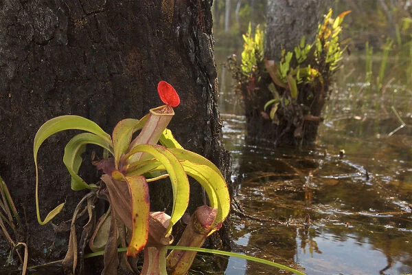 Pitcher Plant (Nepenthes sp. ) growing in Sheldon Lagoon, Cape York Peninsula, Queensland