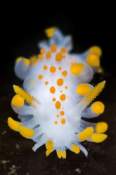 A portrait of a nudibranch ( Limacia clavigera) searching for food on algae. Gulen, Norway